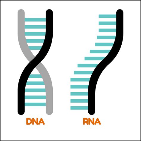 What Is The Function Of The mRNA?