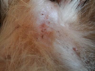 Fungus on Dog's Belly & Rash Around Groin - Organic Pet Digest