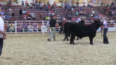 NJAS 2016: Angus Bull Show - YouTube