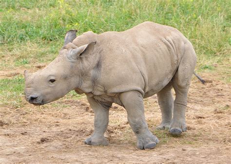 Southern White Rhino Baby – Image by bobosh_t – Mutually