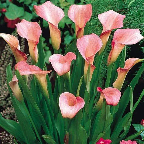 Zantedeschia rehmannii | Zantedeschia, Calla lily flowers, Calla lily