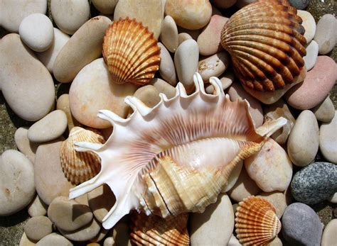 Sea Shells Wallpapers - Wallpaper Cave