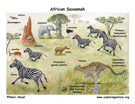 The African Grassland Food Web | Food web, Grassland habitat, Savanna grassland