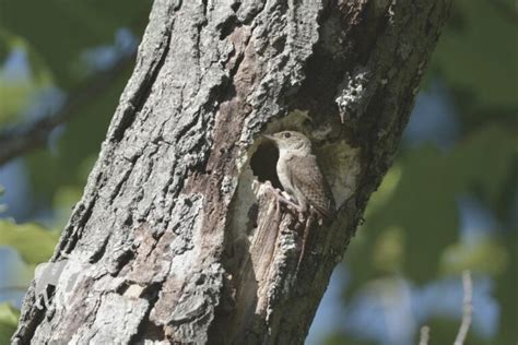 Wren Nesting Habits {Explained!} — Forest Wildlife