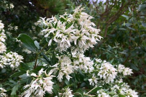 Eastern baccharis (Baccharis halimifolia) – Seashore to Forest Floor