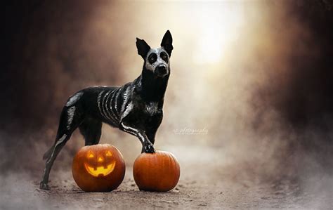 Dogs And Halloween Wallpapers - Wallpaper Cave