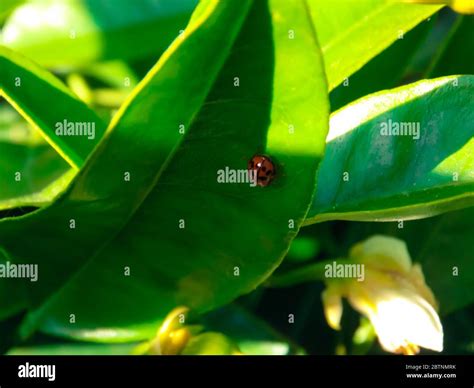 beautiful ladybug on leaf closeup Stock Photo - Alamy