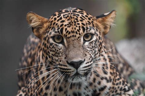 Sri lankan leopard 13311181 Stock Photo at Vecteezy