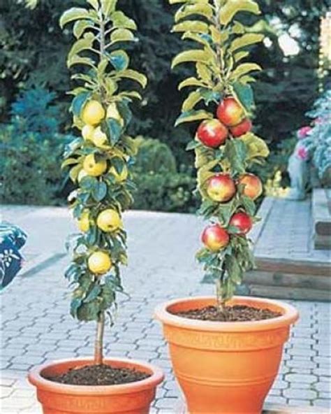 Guide to Plant and Care Dwarf Apple Tree | Smart Home Decorating Ideas | Plants, Growing food ...