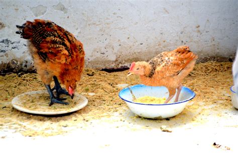 Chickens Feeding Free Stock Photo - Public Domain Pictures