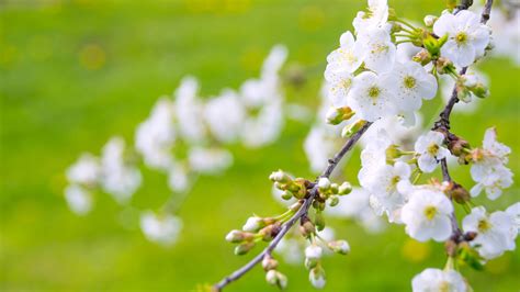 Blossom Branch Spring White Flower In Blur Green Background 4K HD Flowers Wallpapers | HD ...