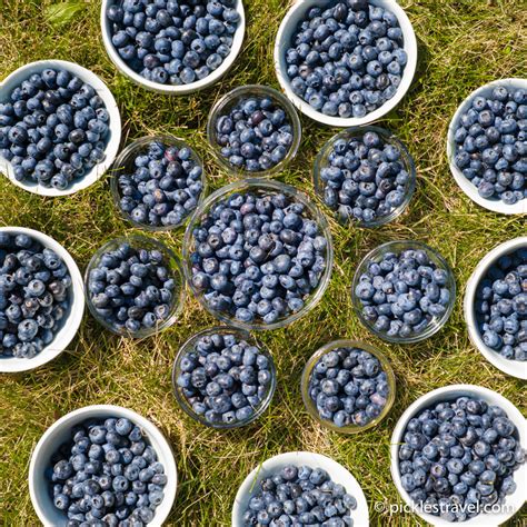 50 Blueberry Recipes you Have to Eat Now • Pickles Travel Blog | Eco-Friendly Living