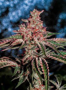 Cherry Runtz Strain Review | Cannabis Strain Information