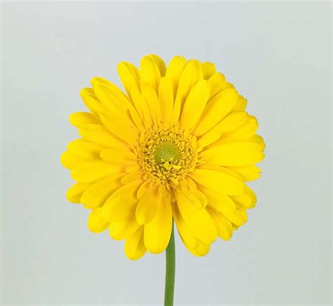 GERBERA DAISY- MINI YELLOW - Wholesale Bulk Flowers - Cascade Floral