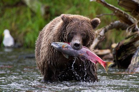 Brown Bear Fishing | Chugach National Forest, Alaska | Ron Niebrugge Photography