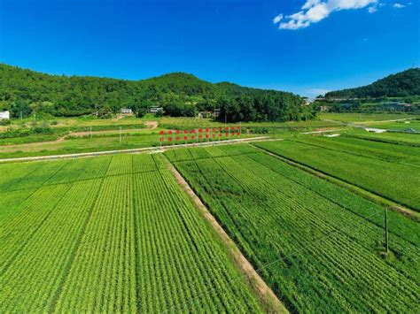 “粮田”升级变“良田” 高标准农田建设实现全程机械化 - 川观新闻