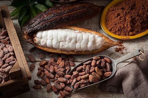 Cocoa Seeds Cacao Seeds Theobroma free shipping sri lanka | Etsy