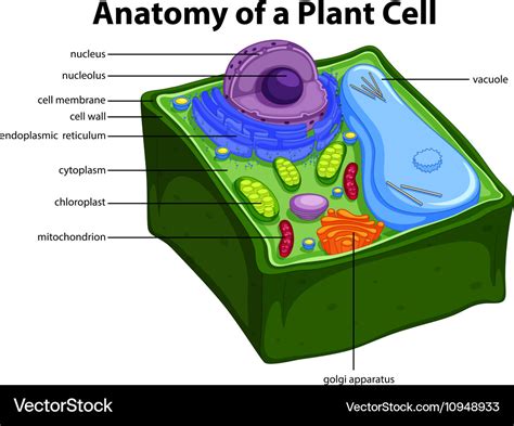 [DIAGRAM] Labeled Diagram Of Plant Cell - MYDIAGRAM.ONLINE