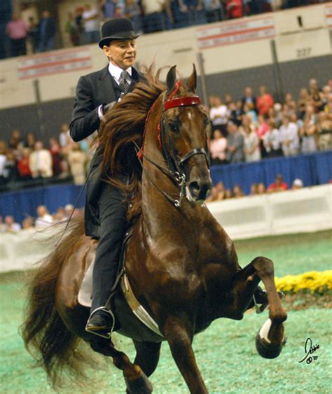 American Saddlebred Show