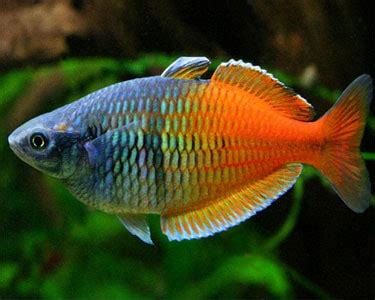 Boesemani Rainbowfish – Melanotaenia Boesemani | Tropical Fish Site