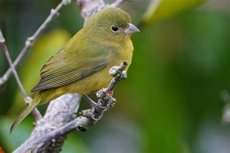 Painted bunting female | BirdForum