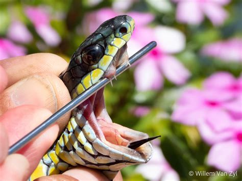 A common myth about Boomslang (Dispholidus typus) is that, because they're back-fanged, they can ...