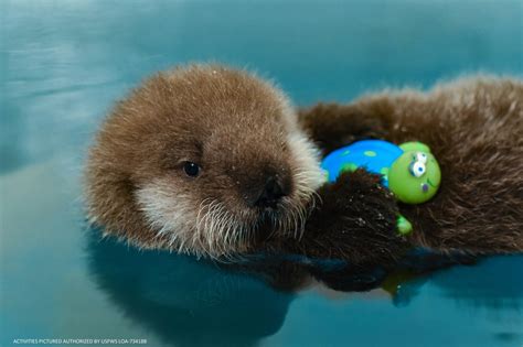 SeaLife Center welcomes rescued otter pup | Peninsula Clarion