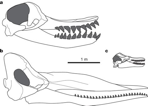 Comparison of the outline of the skull and mandible of Leviathan with... | Download Scientific ...