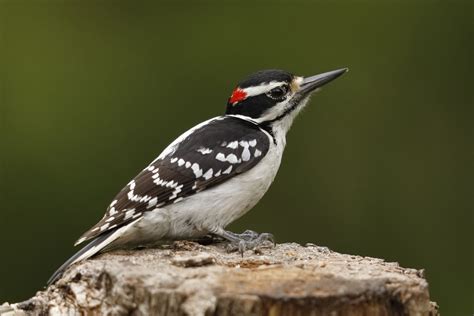 Woodpeckers In Delaware: 7 Species You'll Be Able To See