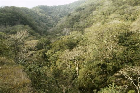 Tropical Deciduous Forest