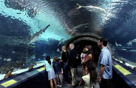 Upcoming Events | Underwater Parks Day – Santa Monica Pier Aquarium ...