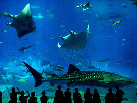 Whale Shark vs. the Humans | Merry Days | Flickr