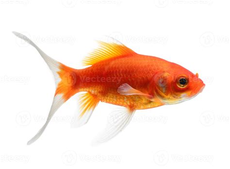 Goldfish Isolated on White Background 4288615 Stock Photo at Vecteezy