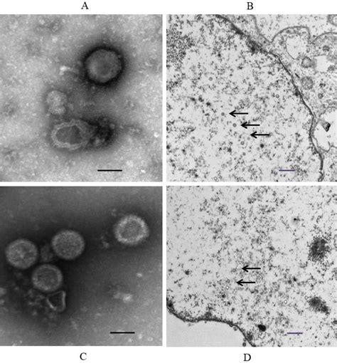 Study on Partial Glycoprotein of Feline Herpesvirus Type 1 - Creative ...