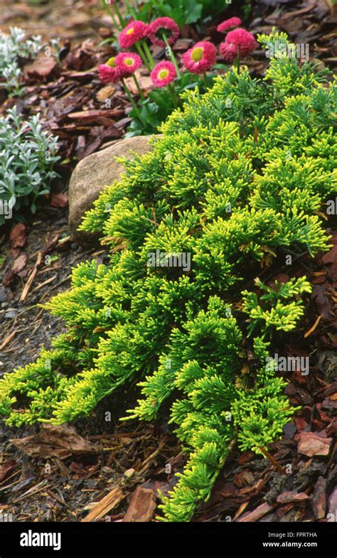 Juniper , Juniperus horizontalis 'Mother Lode' Stock Photo - Alamy