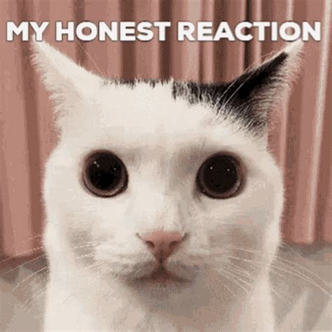 Skull My Honest Reaction Cat Gif1 GIF - Skull My Honest Reaction Cat Gif1 - Discover & Share GIFs