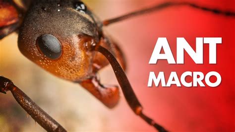 My Best Tips for Ant Macro Photography - YouTube