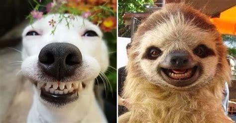 Smiling Animals With Human Teeth