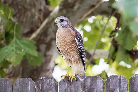 Illinois Birds Of Prey