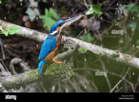 Kingfisher nest hi-res stock photography and images - Alamy