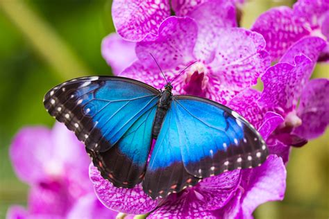 Blooms and Butterflies flutters into 25th year at Franklin Park Conservatory – 614NOW