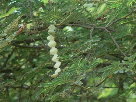 Kikar (Hindi: कीकर) | Fabaceae (pea, or legume family) » Aca… | Flickr