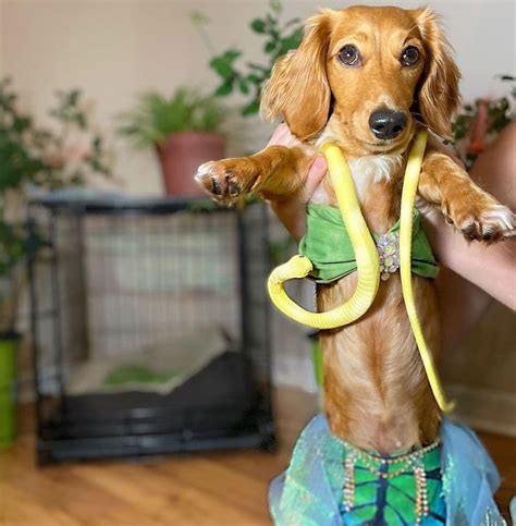 Top 10 Sausage Dog Halloween Costumes!