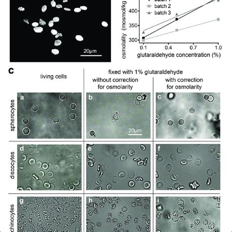 | Shear induced artifacts during glutaraldehyde fixation. (A ...