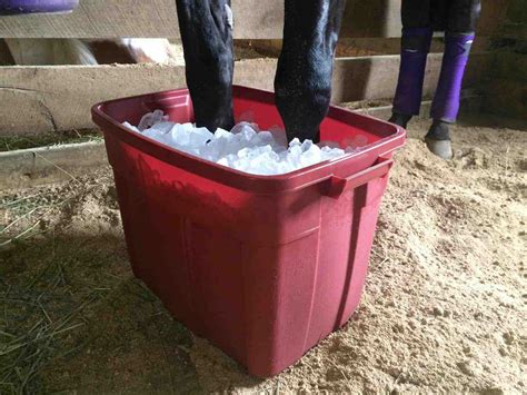 Tips for Managing Acute Laminitis – The Horse