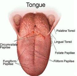 Cat Tongue (Sense of Tasting) - Cool Facts About Cats (Anatomy of Cats ...