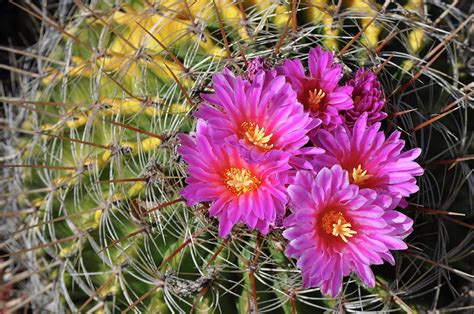 Barrel Cactus Bloom Photograph by Kyle Hanson - Fine Art America