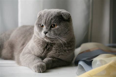 Les 10 races de chats les plus mignonnes du monde | Starnimo