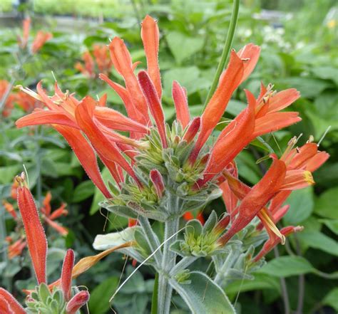 Hummingbird Plant, Uraguayan Firecracker Plant, King's Crown, Wooly Honeysuckle, Velvet ...