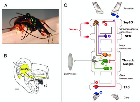 (a) the parasitoid Jewel Wasp A. compressa stings its cockroach prey ...